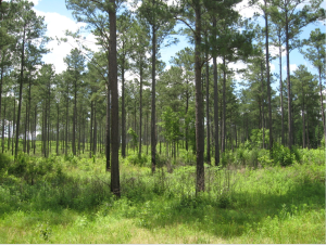 Sustainable Pine Plantation Management