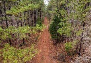Forest Road Construction